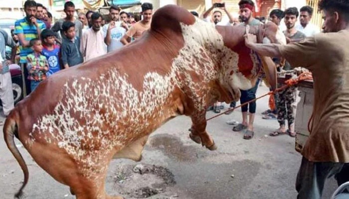 سنڌ سميت سڄي ملڪ ۾ عيدالاضحيٰ جو ٻيون ڏينهن، سنت ابراهيمي تحت جانورن جي قرباني جو سلسلو جاري